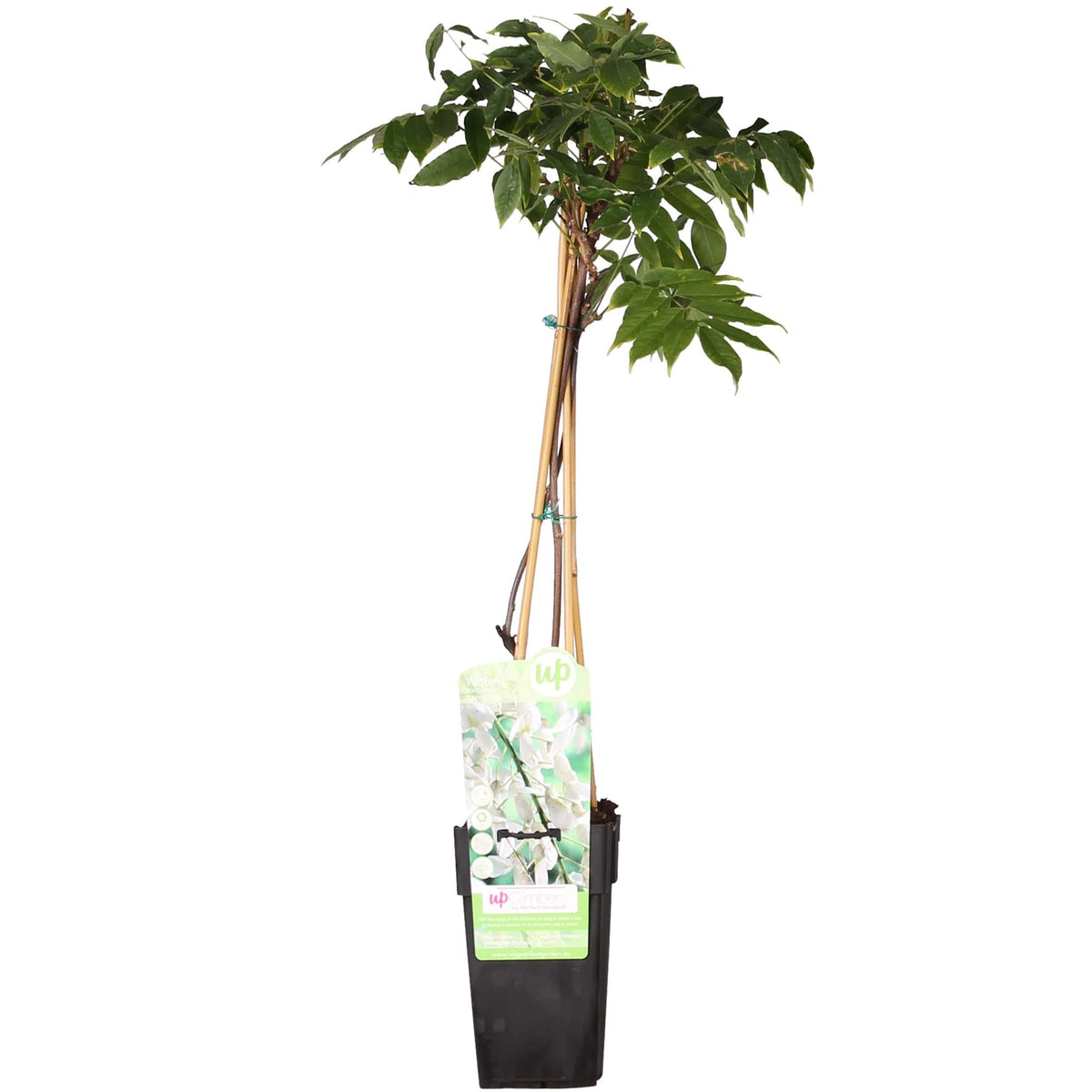 Wisteria floribunda 'Longissima Alba' - Pioggia bianca - Ø15cm - ↕65cm