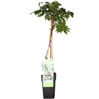 Wisteria floribunda 'Longissima Alba' - Pioggia bianca - Ø15cm - ↕65cm