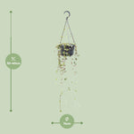 Load image into Gallery viewer, Ceropegia linearis 'Remy' - Ø14cm - ↕38cm