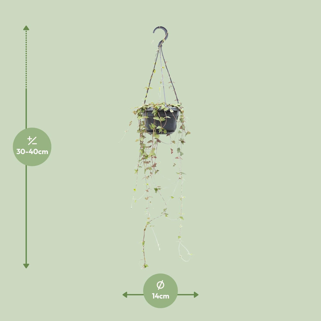 Ceropegia linearis 'Remy' - Ø14cm - ↕38cm
