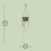 Ceropegia linearis 'Remy' - Ø14cm - ↕38cm