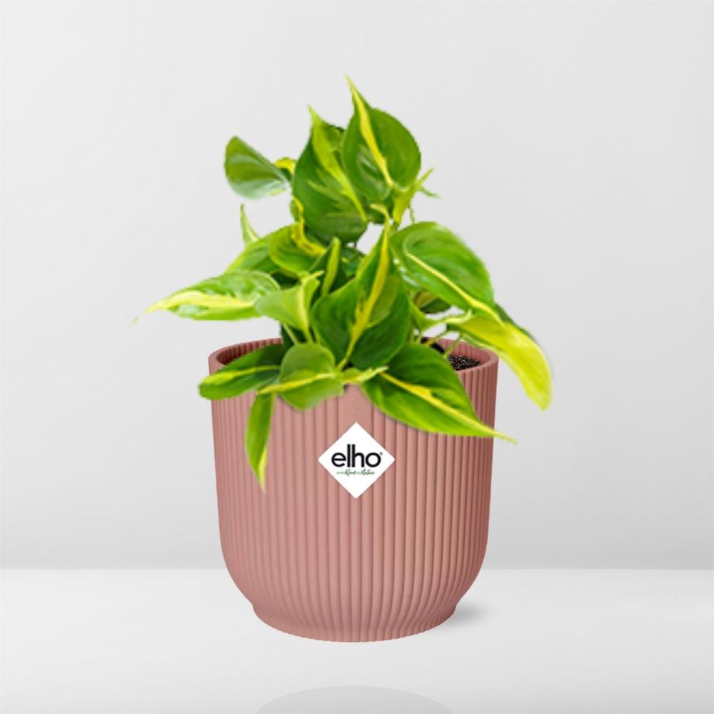 Philodendron scandens ‘Brasil’ in ELHO Vibes Fold, Pink, Ø14cm ↕15cm