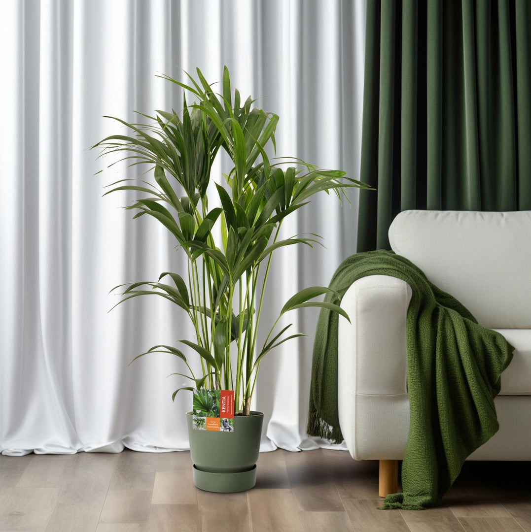 Howea Forsteriana (Kentia) - Ø24cm - ↕120cm