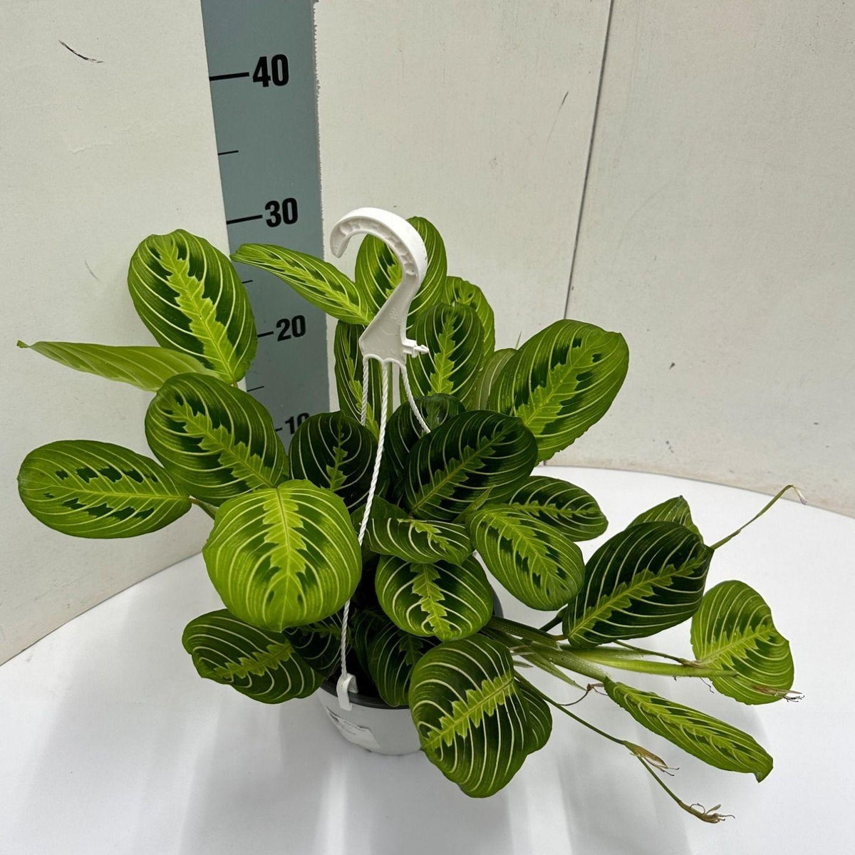 Maranta leuconeura 'Fascinator Lemon Lime' in vaso sospeso - Ø15cm - ↕40cm