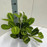 Load image into Gallery viewer, Maranta leuconeura 'Fascinator Lemon Lime' - Hangpot - Ø15cm - ↕40cm