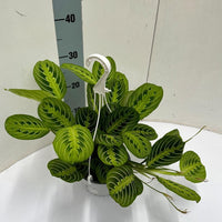 Maranta leuconeura 'Fascinator Lemon Lime' in vaso sospeso - Ø15cm - ↕40cm