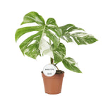Load image into Gallery viewer, Monstera deliciosa Variegata - Ø15cm - ↕45cm