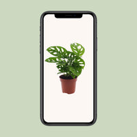 Monstera adansonii 'Monkey Leaf' - Ø12cm - ↕30cm