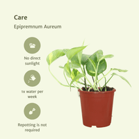 Epipremnum Aureum (Scindapsus) - 2 plants - ø12 - ↕20cm