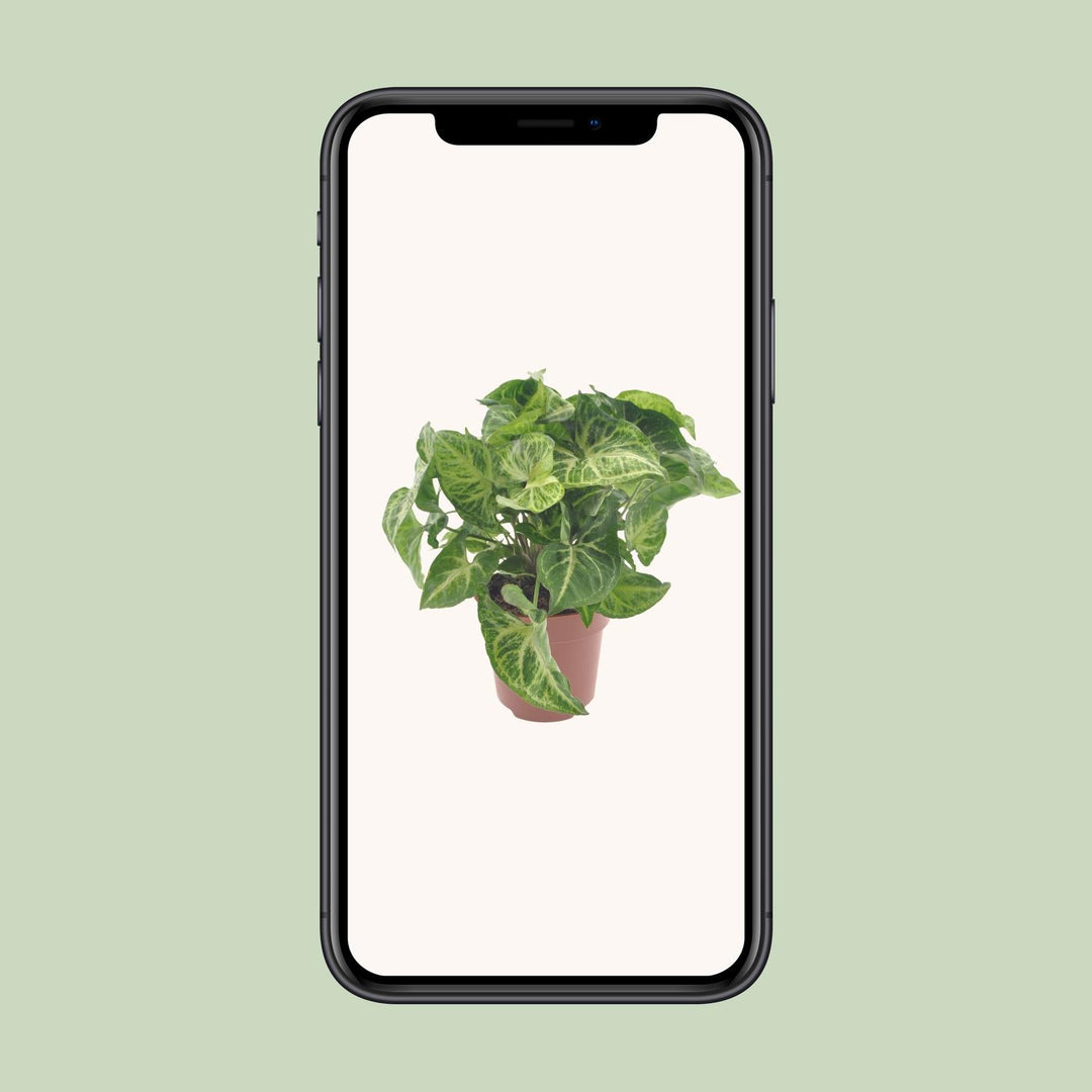 Syngonium podophyllum 'Arrow' - Ø12cm - ↕25cm