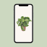 Syngonium podophyllum 'Arrow' - Ø12cm - ↕25cm