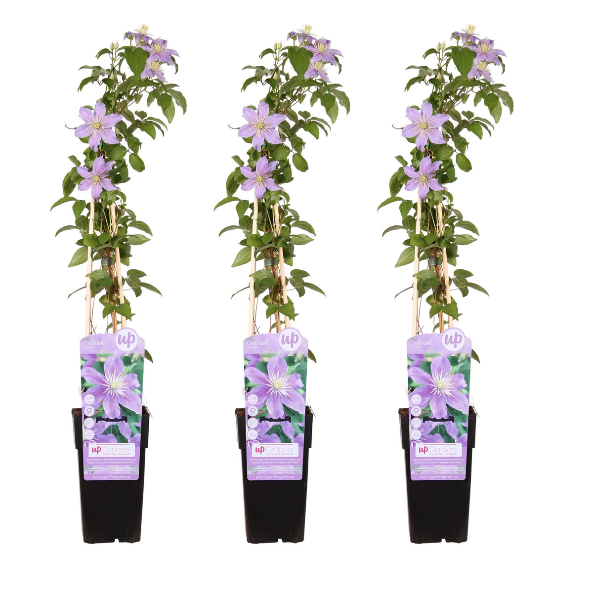 Clematis 'Justa' - 3 piante - Ø15 - ↨65cm
