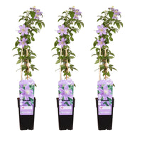 Clematis 'Justa' - 3 piante - Ø15 - ↨65cm
