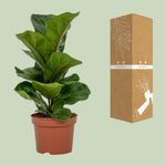 Load image into Gallery viewer, Ficus lyrata - Ø12cm - ↕30cm