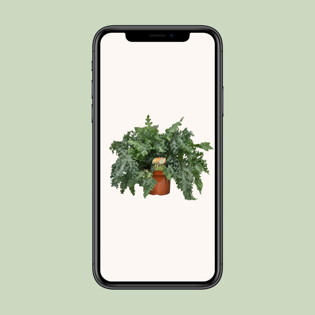 Phlebodium aureum 'Davana' - Ø26cm - ↕60cm