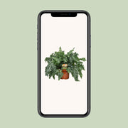 Phlebodium aureum 'Davana' - Ø26cm - ↕60cm