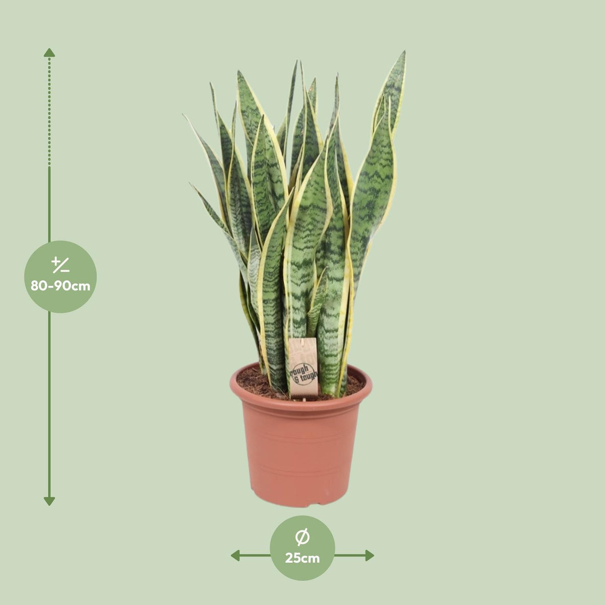 Sansevieria trifasciata 'Laurentii' (Mother-in-law’s Tongue) - Ø25cm - ↕85cm