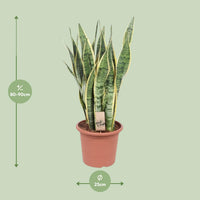 Sansevieria trifasciata 'Laurentii' (Mother-in-law’s Tongue) - Ø25cm - ↕85cm