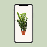 Zamioculcas zamiifolia - Ø21cm - ↕95cm