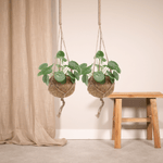 Load image into Gallery viewer, Kokedama Pilea Peperomiodes (Pancake Plant) - 2 plants - ø15 - ↕20cm