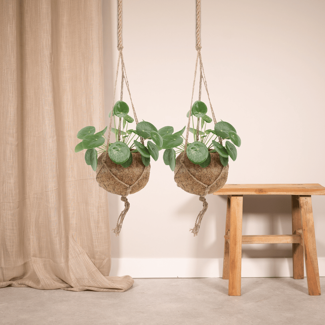 Kokedama Pilea Peperomiodes (Pancake Plant) - 2 plants - ø15 - ↕20cm