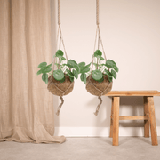 Kokedama Pilea Peperomiodes (Pancake Plant) - 2 plants - ø15 - ↕20cm