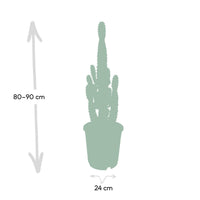 Euphorbia acrurensis - Ø24cm - ↕60cm