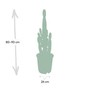 Euphorbia acrurensis - Ø24cm - ↕60cm