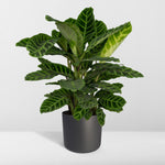 Load image into Gallery viewer, Calathea zebrina (Peacock Plant) - Ø19cm - ↕80cm
