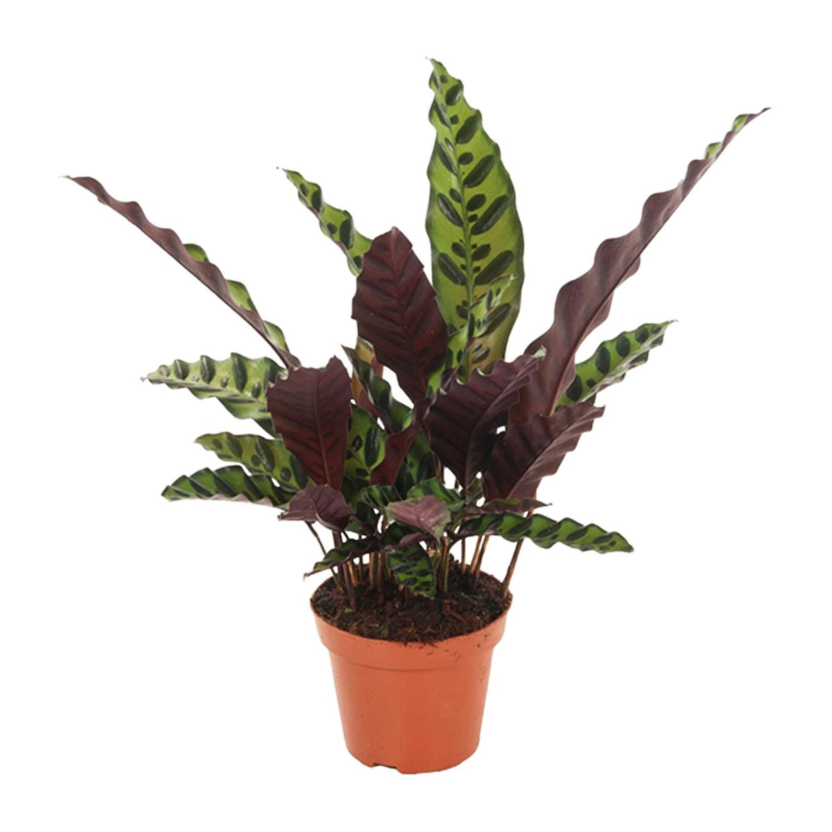 Calathea lancifolia 'Insignis' - Ø12cm - ↕50cm