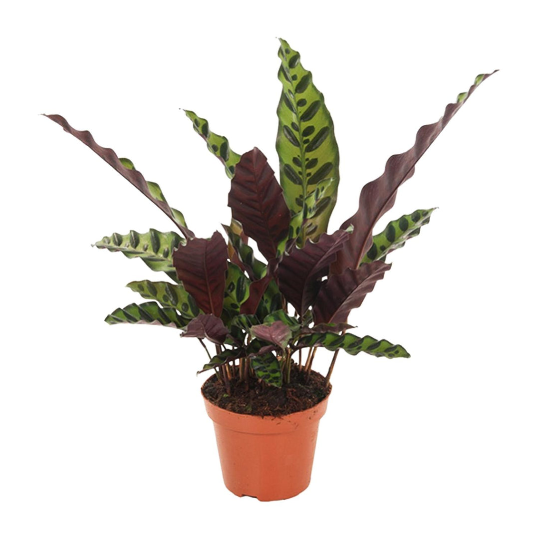 Calathea lancifolia 'Insignis' - Ø12cm - ↕50cm