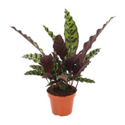 Calathea lancifolia 'Insignis' - Ø12cm - ↕50cm