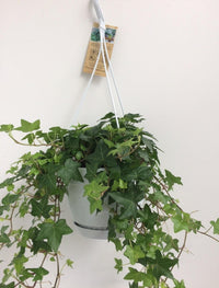 Hedera helix 'Groen' in Vaso da appendere Bianco - Ø17cm - 45↕cm