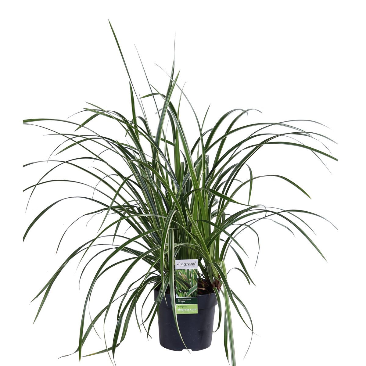 Carex morrowii 'Ice Dance' - Ø14cm - ↕30cm