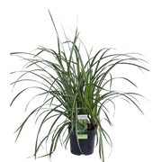 Carex morrowii 'Ice Dance' - Ø14cm - ↕30cm