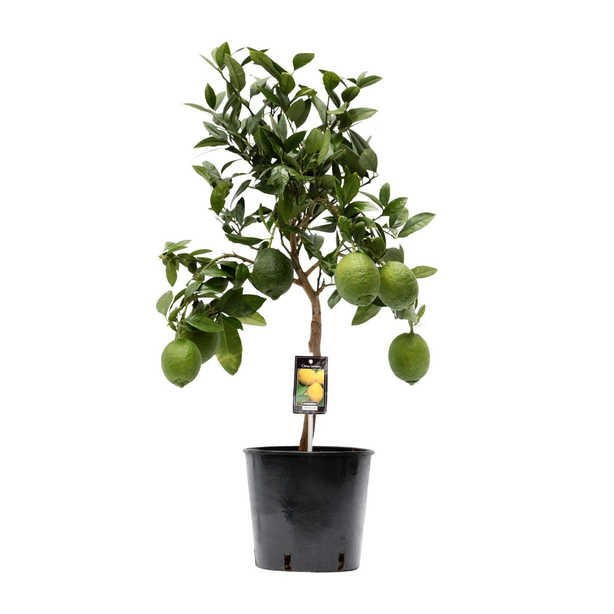 Citrus Lemon (Limone) - Ø22cm - ↕80cm