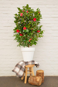 Camellia japonica 'Black Lace' - Ø19cm - ↨65cm