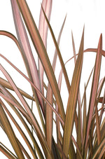 Load image into Gallery viewer, Phormium &#39;Pink Flamingo&#39; - Ø14cm - ↕50cm
