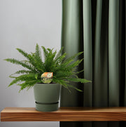 Nephrolepis exaltata ‘Green Lady’ - Ø17cm - ↕40cm