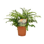 Load image into Gallery viewer, Asplenium parvati - Ø12cm - ↕35cm