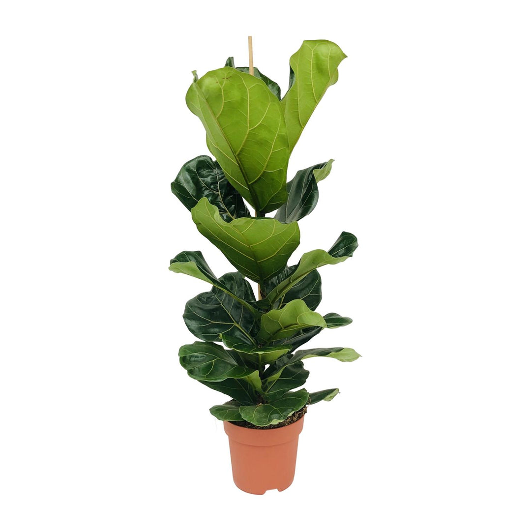 Ficus lyrata - Ø21cm - ↕100cm