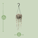 Load image into Gallery viewer, Ceropegia linearis Subsp. 'Woodii Variegata' - Ø14cm - ↕35cm