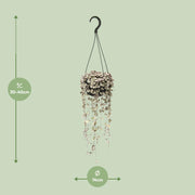 Ceropegia linearis Subsp. 'Woodii Variegata' - Ø14cm - ↕35cm