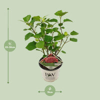 Hydrangea arborescens 'Pink Annabelle' - Ø19cm - ↕30cm