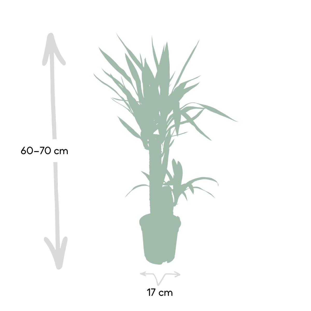 Yucca elephantipes - Ø17cm - ↕85cm