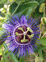 Load image into Gallery viewer, Passiflora &#39;Purple Haze&#39; - Ø15cm - ↕65cm
