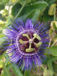 Passiflora 'Purple Haze' - Ø15cm - ↕65cm