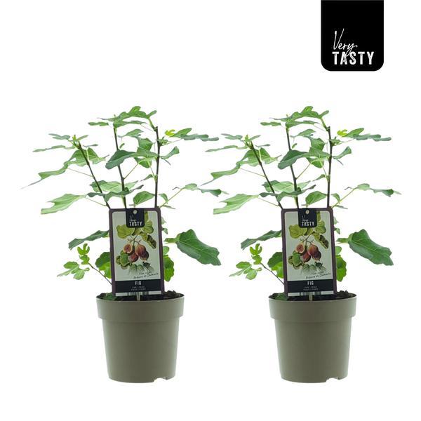Ficus carica 'Précoce de Dalmatie' - 2 plants - Ø15cm - ↕40cm