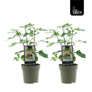 Ficus Precose De Dalmatie - 2 plants - Ø15cm - ↕40cm