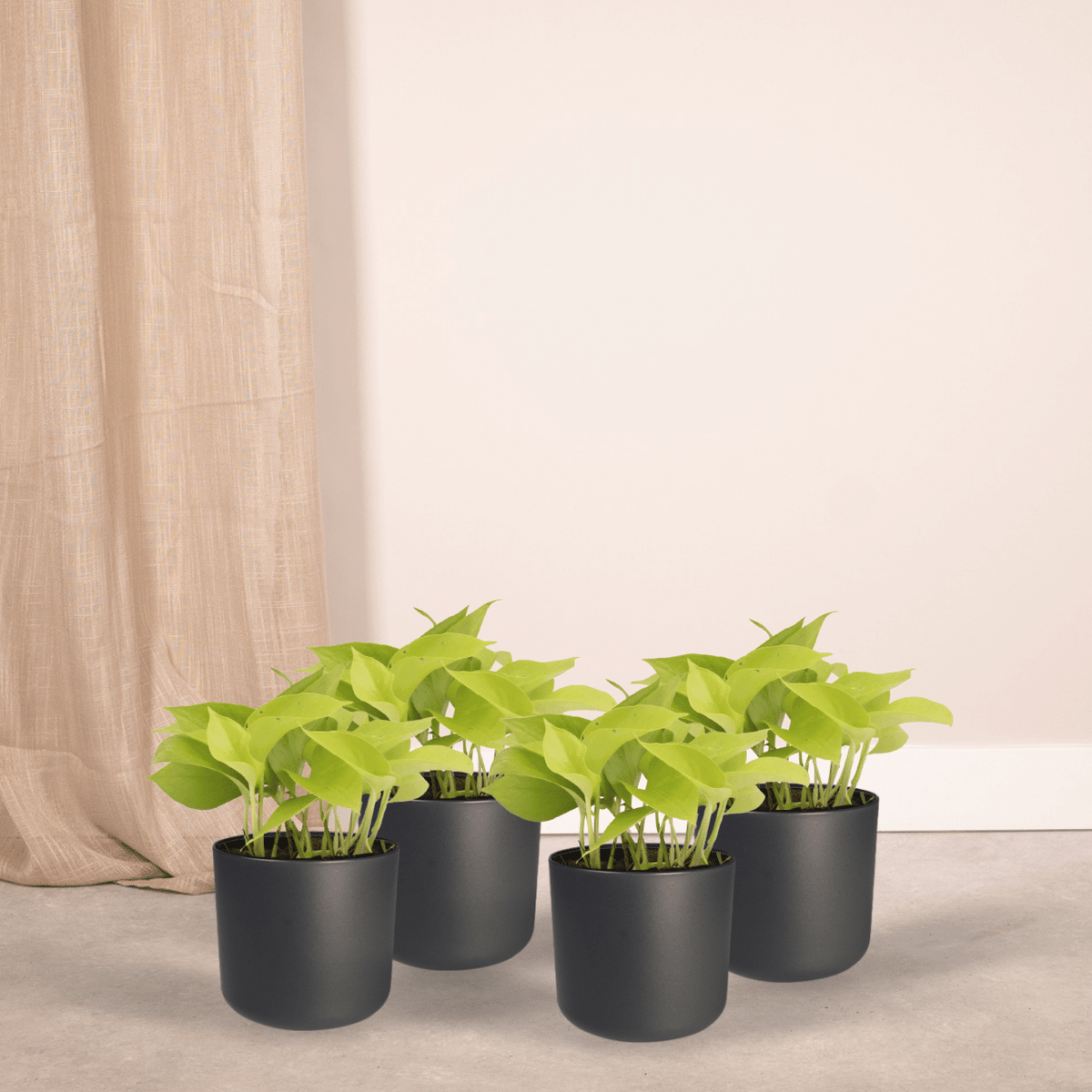 Epipremnum pinnatum 'Golden Pothos' (Scindapsus) - 4 plants - Ø12cm - ↕15cm